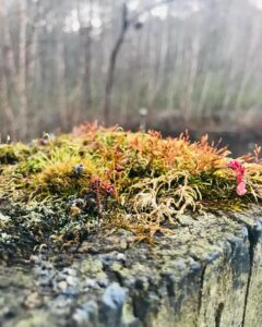 colorful moss on top of a post